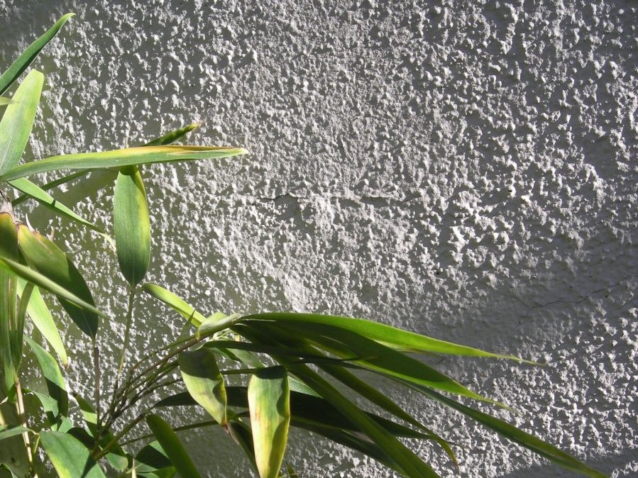 foglie di bambù su muro bianco