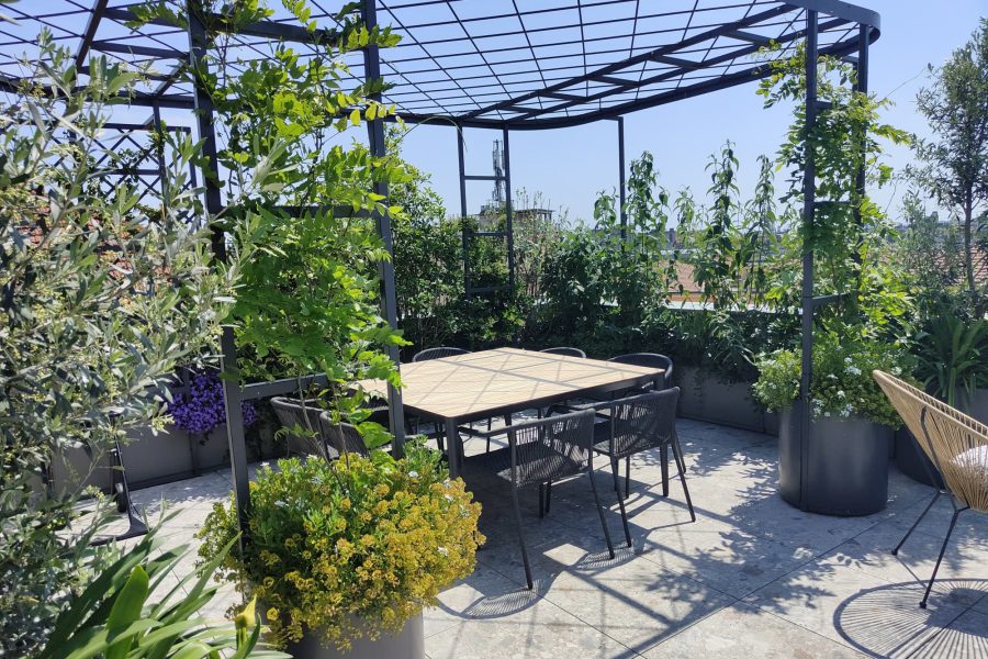 pergola with wisteria on a terrace