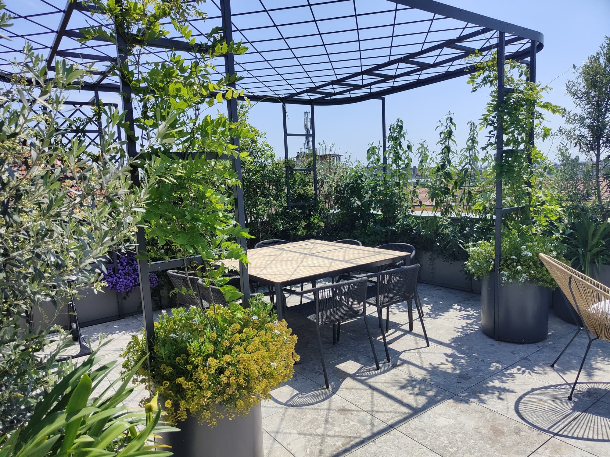 pergola with wisteria on a terrace