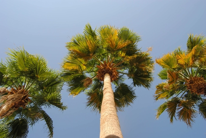 palme del sunken garden viste dal basso