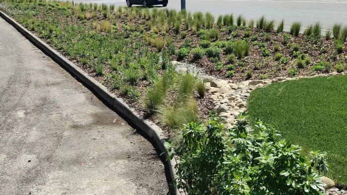 the rain garden plants one month after planting